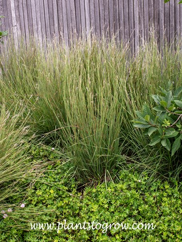 Little Arrow Little Bluestem (Schizachyrium scoparium)
(end of July)